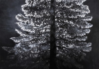 Time grows in the forests Light 